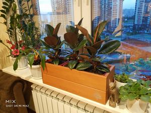 Пример горизонтального озеленения квартиры 1