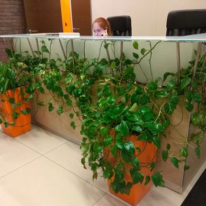 Ресепшен